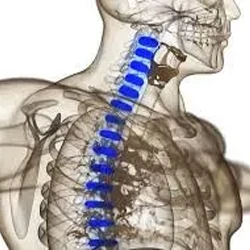 Transparent anatomical illustration of the upper body showing the spine highlighted in blue.