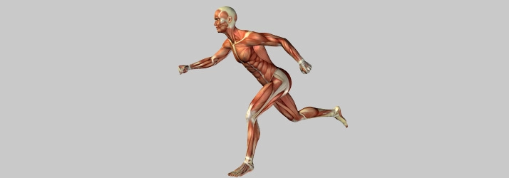 Anatomical illustration of a running human body showing muscles and bones.